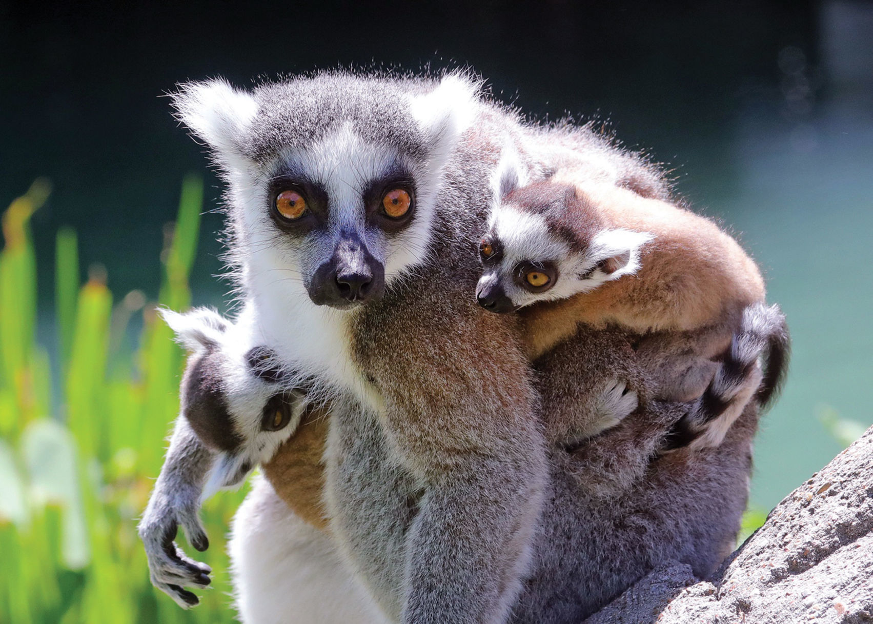 AT lemur twins.jpg